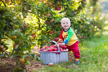 Fototapeta premium Baby boy picking apples in fruit garden