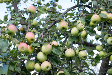 Tree with many green apples closeup