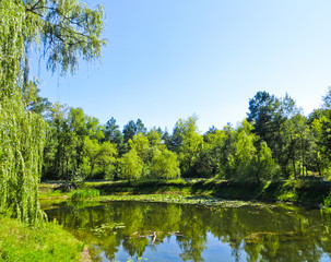 Fototapeta na wymiar Beautiful pond on summer day