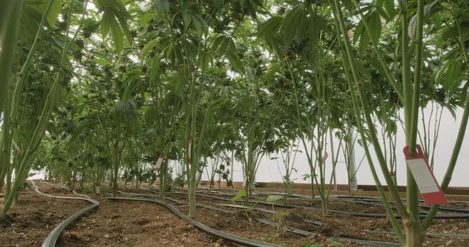 Marijuana Plants Grow Farm View From Bottom of Hoses, Stems
