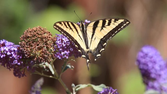Swallowtail butterfly on a buddleia plant is menaced by a wasp.
