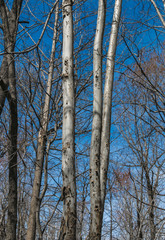 Fototapeta premium Three Trees
