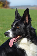 Bordercollie