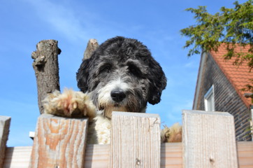 S&uuml;&szlig;er Aussiedoodle