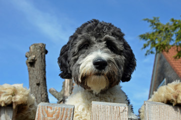 Süßer Aussiedoodle