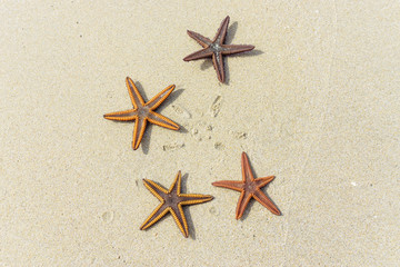 starfish or sea star on sand. Macro detail photography
