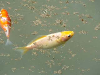 Small fish in pond