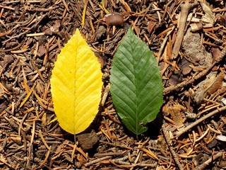 Yellow and green leaf during autumn, change color leaves