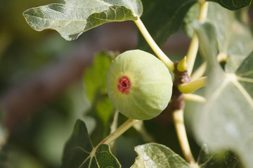 Fig on tree