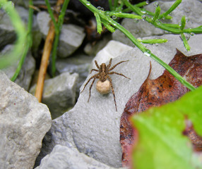 A female wolf spider