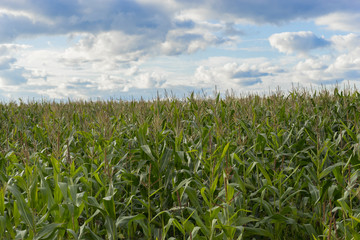 Fototapeta premium Corn field under blue sky with some fluffy clouds, selective foc