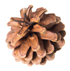 pine cones on a white background