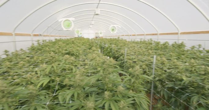 Large Greenhouse Commercial Marijuana Grow Operation