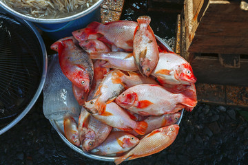 Fresh fish in the market