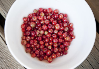 Top down view of plain white bowl full of fresh redcurrants on a wooden picnic table.