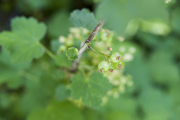 Close up of a bunch of unripe green redcurrants growing on stem of redcurrant bush.