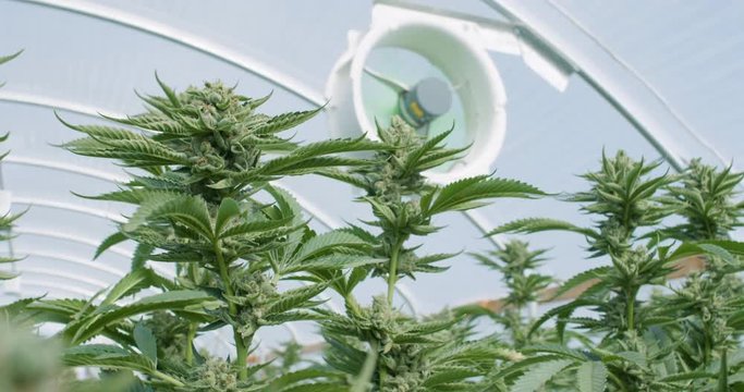 Marijuana Grow Operation Commercial Grow Fans, Cannabis Plants