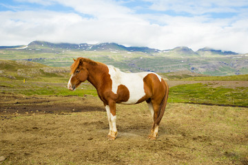 Fototapeta na wymiar Iceland horse