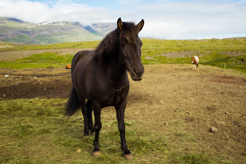 Icelandic horses on the mountain background.