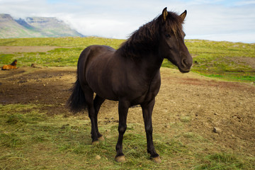 Obraz premium Icelandic horses on the mountain background.