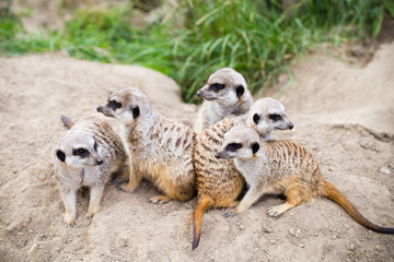 Meerkat, Suricata, suricatta also known as the suricate. Wildlif