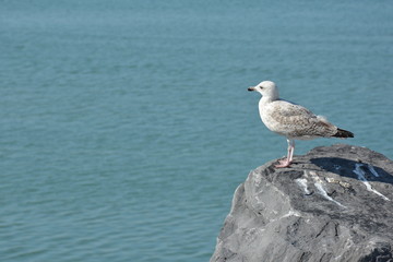 Fototapeta premium Juvenile Herring Gull. Larus argentatus.