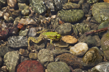 green frog
