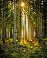 Panele Szklane Podświetlane  Promienie słońca w lesie iglastym w porannej mgle