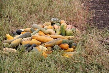 long gourds in the dry grass in autumn 