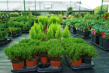 Different conifer trees in pots