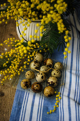 spring time, yellow mimosa flowers