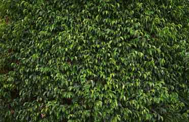 Decorative bush background closeup