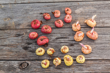 Gladiolus bulbs before planting of different sorts