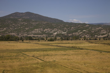 Obraz premium rice paddy 