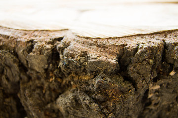 Background tree bark.