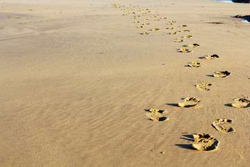 Obraz premium Footprints in the sand on Polzeath beach