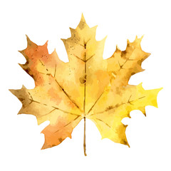 Autumn maple leaf isolated on white background