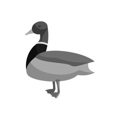 Mallard duck icon in black monochrome style isolated on white background vector illustration