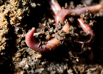 red worm manure. macro
