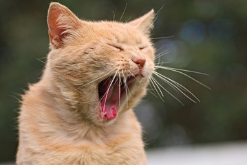 Tired cat with nice background