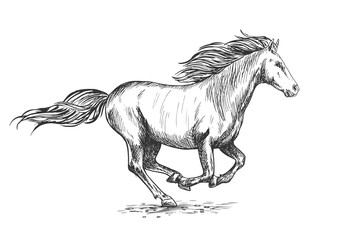Running gallop white horse sketch portrait