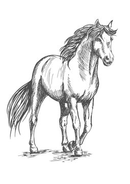 White horse standing with lifted hoof