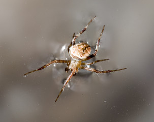 Spider on the water surface. macro
