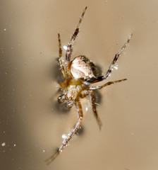 Spider on the water surface. macro