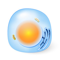 human or animal cell