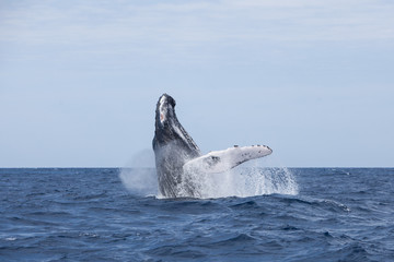 Naklejka premium Humpback Whale Breaching
