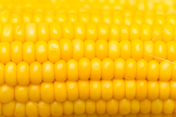 yellow corn as a background. macro