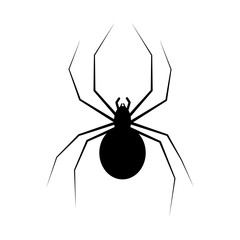 spider isolated on white