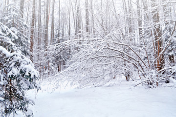 Fototapeta premium forest in the frost. Winter landscape. Snow covered trees.