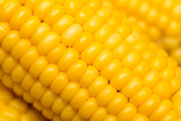 yellow corn as a background. macro